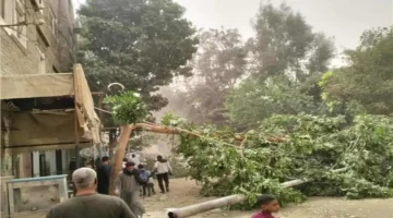 سقوط أعمدة كهرباء وأشجار إثر موجة طقس سيء تضرب محافظة قنا